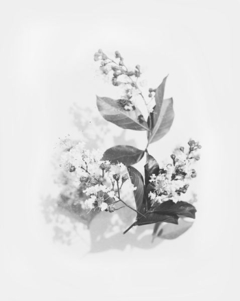 grayscale photography of flowers