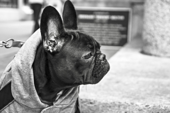 Grayscale Photography of French Bulldog Grayscale Photography of French Bulldog