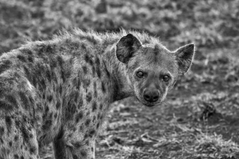 Grayscale Photography of Hyena Grayscale Photography of Hyena