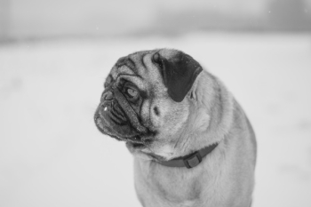 Grayscale Photography Of Pug Grayscale Photography Of Pug