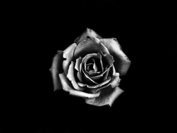 Grayscale Photography of Rose Flower