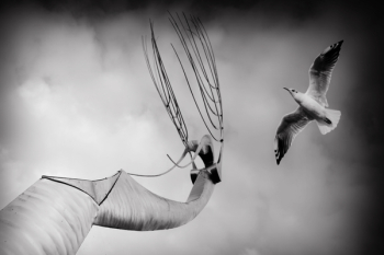 Grayscale Photography of Seagull Grayscale Photography of Seagull