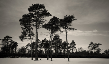 Grayscale Photography of Trees Grayscale Photography of Trees