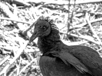 Grayscale Photography of Vulture Grayscale Photography of Vulture