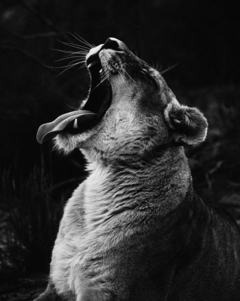 grayscale photography of yawning lioness grayscale photography of yawning lioness