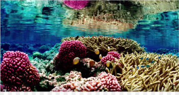 Great Barrier Reef Coral reef Coral bleaching Global warming - coral 
