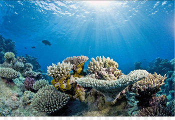 Great Barrier Reef World Ocean Coral reef Coral bleaching - coral 