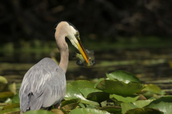 great blue heron catching fish during daytime great blue heron catching fish during daytime