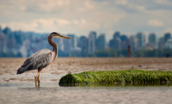 Great Blue Heron Standing On Water Great Blue Heron Standing On Water