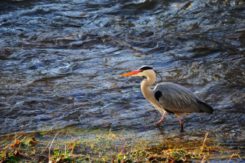 Great Blue Heron Standing on Water Great Blue Heron Standing on Water