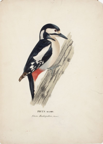 Great spotted woodpecker, female, 1828 | Free Photo - rawpixel Great spotted woodpecker, female, 1828 | Free Photo - rawpixel