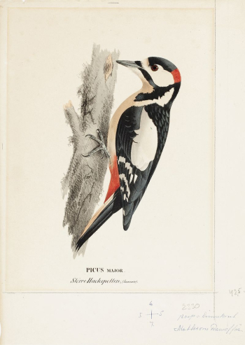 Great spotted woodpecker, male, 1828 | Free Photo - rawpixel Great spotted woodpecker, male, 1828 | Free Photo - rawpixel