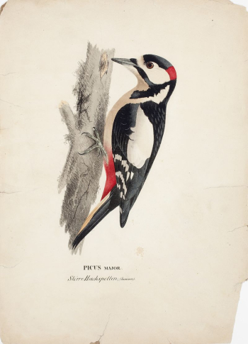 Great spotted woodpecker, male, 1828 | Free Photo - rawpixel Great spotted woodpecker, male, 1828 | Free Photo - rawpixel