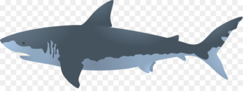 Great white shark Bull shark Clip art - Pivot Animator 