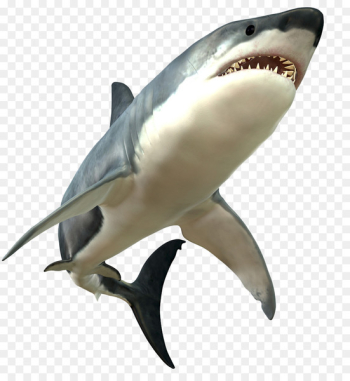 Great white shark Bull shark - Furious big white shark 