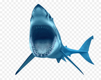 Great white shark Clip art - Ferocious shark Great white shark Clip art - Ferocious shark
