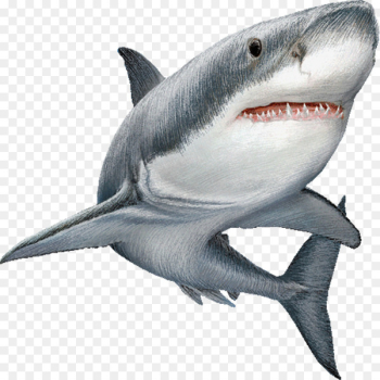 Great white shark Clip art Image Illustration - shark 