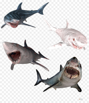 Great white shark Isurus oxyrinchus Hammerhead shark Bull shark Tiger shark - sharks 
