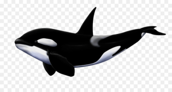 Great white shark Killer whale Megalodon - shark 