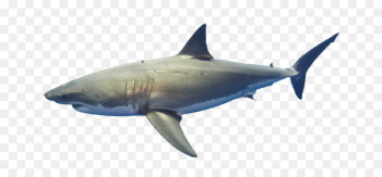 Great white shark Lisbon Oceanarium Requiem sharks Marine biology Marine mammal - coral reef 