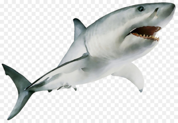 Great white shark Mackerel sharks Bull shark Image Cartilaginous fishes -  