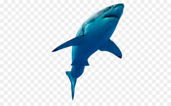 Great white shark Requiem sharks Lamniformes Marine mammal - others 