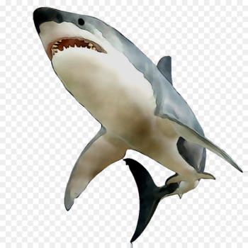 Great white shark Requiem sharks Mackerel sharks Fin Human body -  