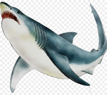 Great white shark Requiem sharks Mackerel sharks Marine biology Marine mammal -  