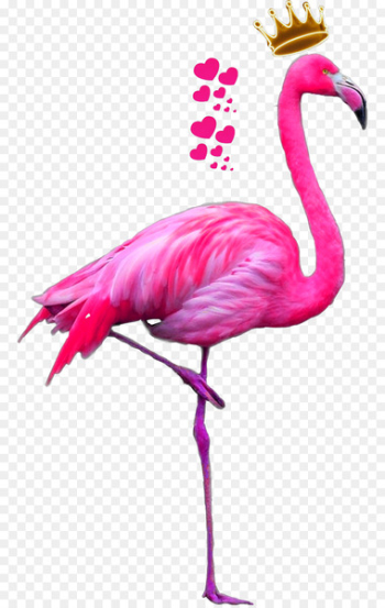 Greater flamingo American flamingo Bird Pink - flamingo Greater flamingo American flamingo Bird Pink - flamingo