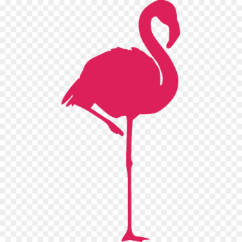 Greater flamingo Bird American flamingo Sticker - flamingos Greater flamingo Bird American flamingo Sticker - flamingos