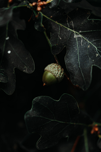 Green Acorn Green Acorn