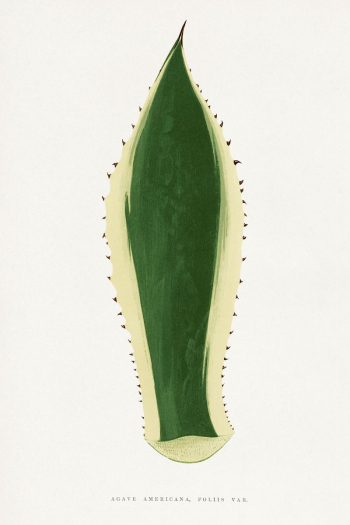 Green agave leaf illustration from Les | Free Photo Illustration - rawpixel Green agave leaf illustration from Les | Free Photo Illustration - rawpixel