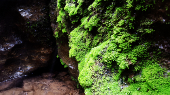 Green Algae Green Algae