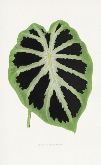 Green Alocasia leaf illustration from Les | Free Photo Illustration - rawpixel Green Alocasia leaf illustration from Les | Free Photo Illustration - rawpixel