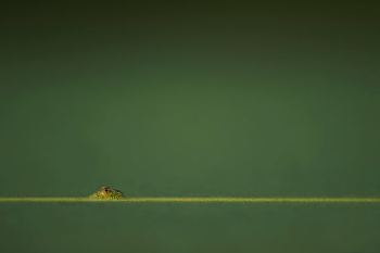 green amphibian in green water green amphibian in green water