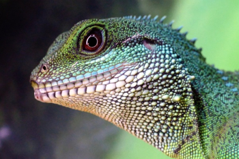 Green and Beige Lizard Green and Beige Lizard