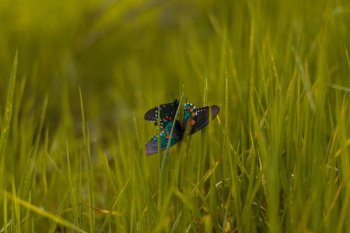 green and black butterfly on green grass green and black butterfly on green grass
