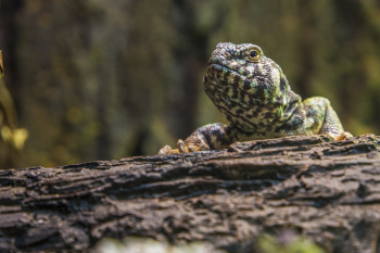 Green and Black Lizard on Top of Rock Close-up Photography Green and Black Lizard on Top of Rock Close-up Photography