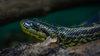 Green and Black Python Green and Black Python