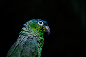 Green and Blue Bird Green and Blue Bird