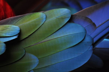 green and blue feathers green and blue feathers