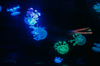 Green and Blue Jellyfishes Green and Blue Jellyfishes