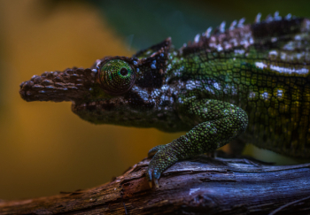 Green and Brown Chameleon Green and Brown Chameleon