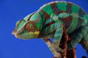 green and brown chameleon green and brown chameleon