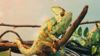 Green and Brown Chameleon on Brown Tree Branch