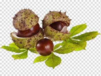 Green and brown fruits illustration, Horse Chestnuts and Leaves transparent background PNG clipart