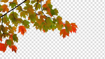 Green and brown leaves , Maple leaf Autumn, Autumn maple leaves transparent background PNG clipart