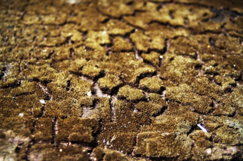 Green and Brown Soil Green and Brown Soil
