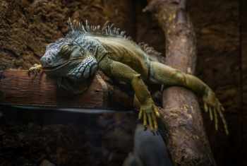 Green and Gray Bearded Dragon Green and Gray Bearded Dragon