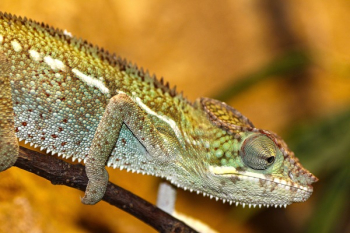 Green and Gray Chameleon Green and Gray Chameleon
